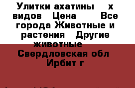 Улитки ахатины  2-х видов › Цена ­ 0 - Все города Животные и растения » Другие животные   . Свердловская обл.,Ирбит г.